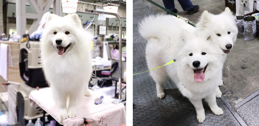 出番待ちのサモエド（左）は「応援してくれている仲間もいるし、ハンドラーと一緒にドッグショー楽しむぞ」とでも言っているかのよう
