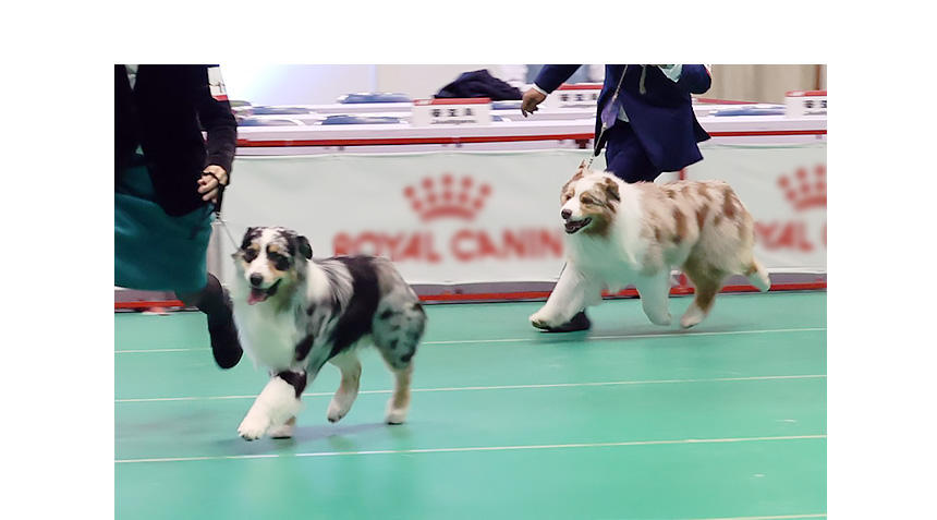 オーストラリアン・シェパード