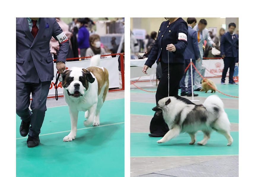 セント・バーナード（ショートヘアード）（左）、キースホンド（右）