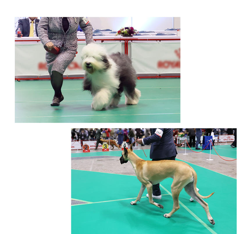 オールド・イングリッシュ・シープドッグ（上）、グレート・デン（下）