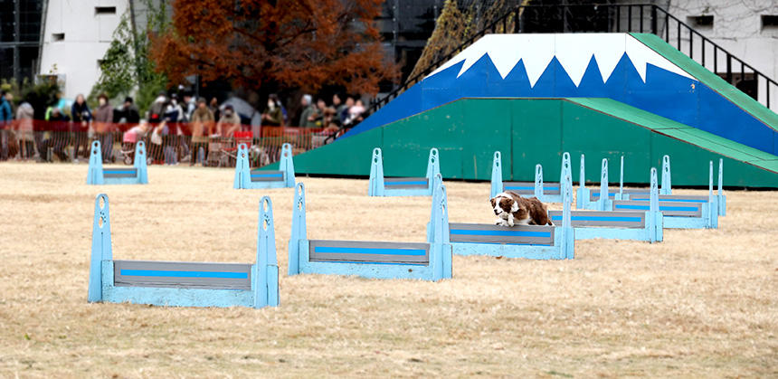 しっぽフェスタでエクストリーム全国決勝大会が行われました