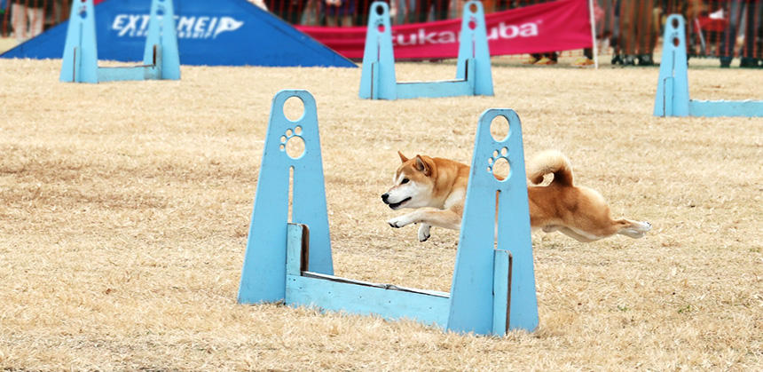 猟犬としての本来の力を発揮する柴犬