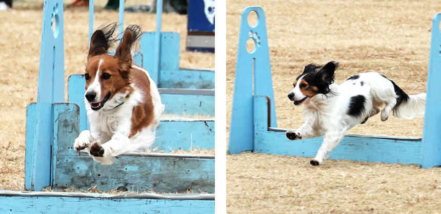 猟犬であるコーイケルホンディエはスポーツドッグとしても優秀