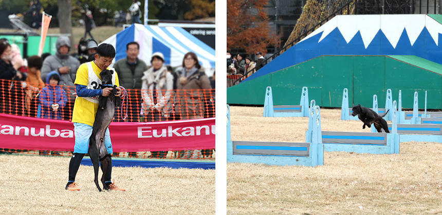 スタート前は飼い主さんとストレッチ。オープンクラス準優勝のウィペットの鈴木レイくん