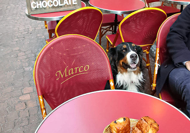EU諸国ではカフェでも当たり前のように飼い主と一緒の犬の姿があります。写真はフランス　©Kyone Usui