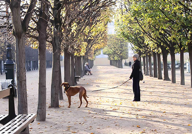 パリでは大きな犬もほとんどのマンションで飼育可能です　©Kyone Usui