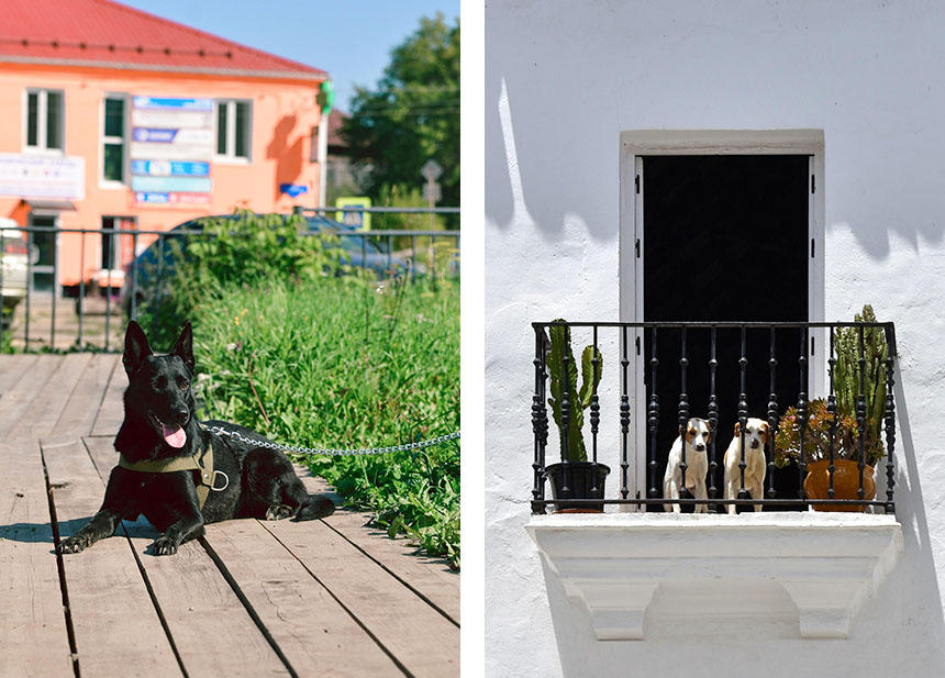 くさりに関してや快適さなど、犬が過ごす環境にも決まりがある法律も各国にあります