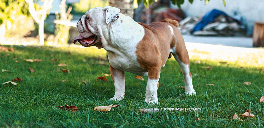 今後は世界的に、短頭種など犬種の外見に変化が見られるようになるかもしれません