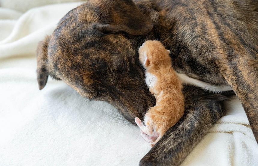 保護猫を我が子のように育てるなつちゃん ©Teruhisa Tajiri