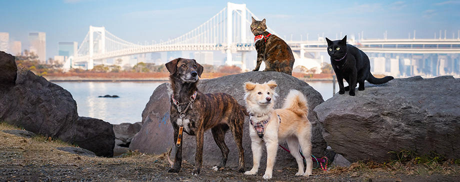 【＃大きな犬と】野犬だったラブラドール似の保護犬ライフは驚きの連続！