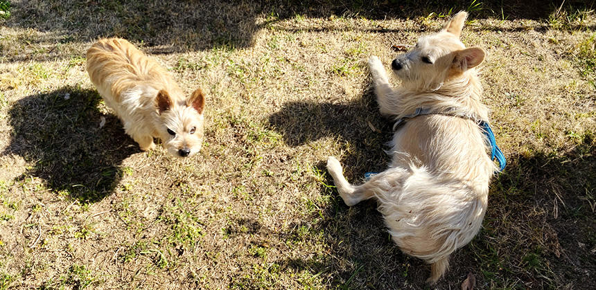 5.5kgの先住小型犬とリリのツーショット。リリはどう見てもテリア度が高めのルックス