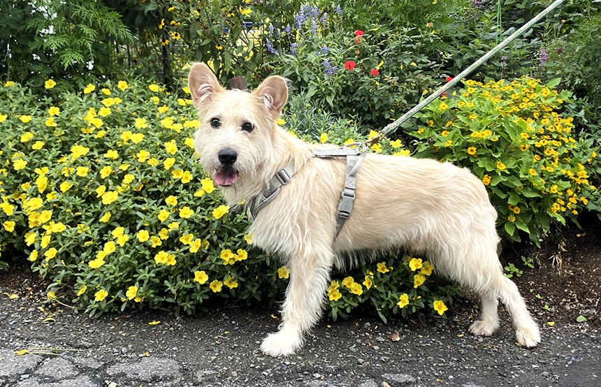 遺伝子検査の報告には、犬のサイズや毛色や模様などの情報もあり、すべてうちの子そのままの結果でした