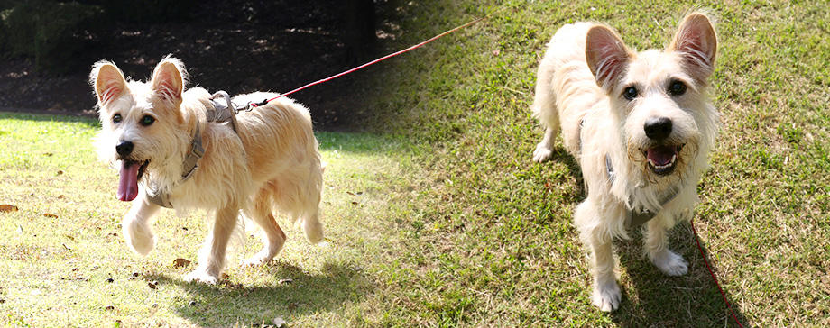 【＃サイエンス犬学】遺伝子検査でミックス保護犬の犬種構成や健康情報を知りたい！　驚きの体験談