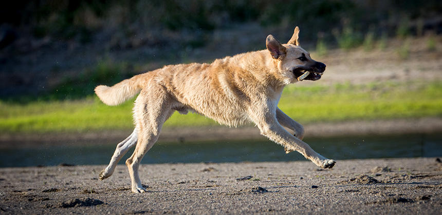 大きな犬が日々楽しくと暮らせるように、飼い主さんもおおらかに