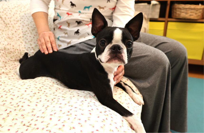 マッサージは毎日しなくてもOK。飼い主さんにゆとりがあるときに、気負わずしてあげましょう