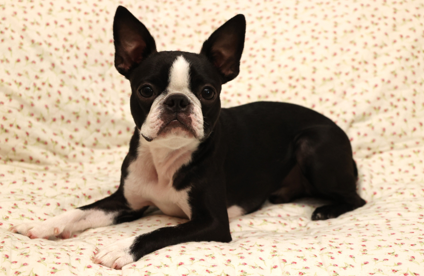 「ボクたちがふだん過ごす場所は寒くなりすぎなようにしてね」by 7カ月齢のボストン・テリアのライムくん