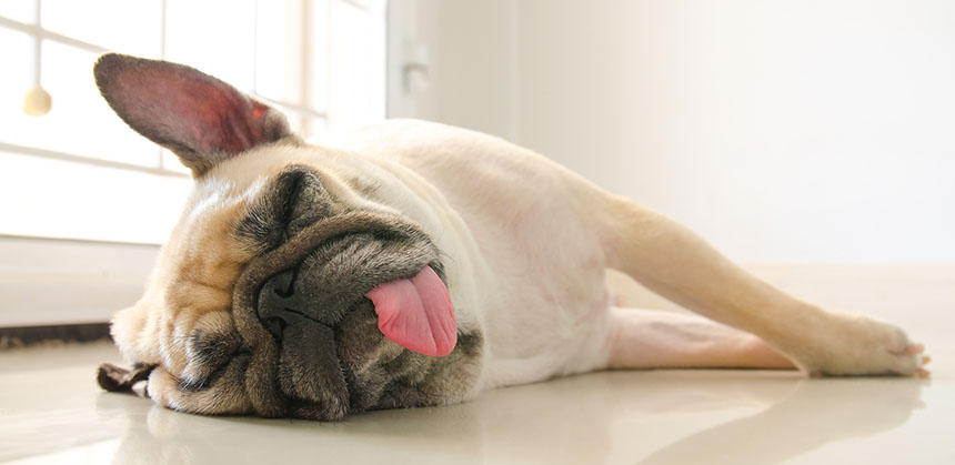 犬の様子をよく見たり触ったりして、熱中症が疑われる場合はすぐに水を飲ませ、冷たいタオルなどでくるんで体温を下げましょう