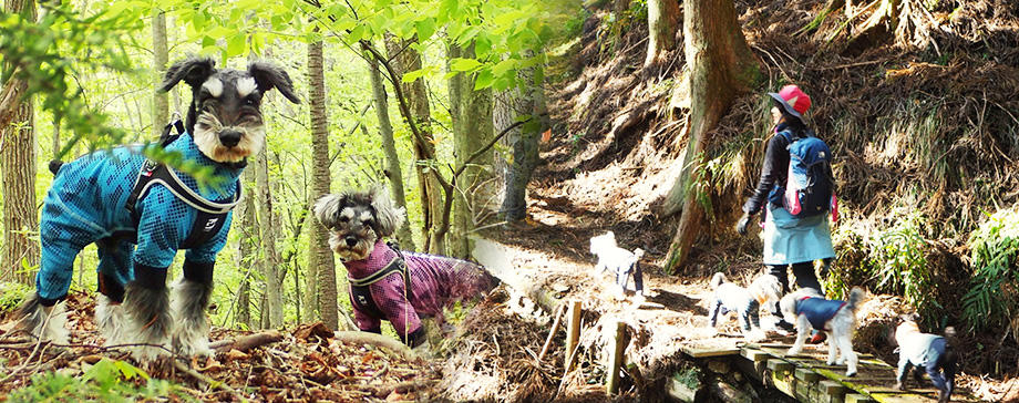 【＃うちの犬とチャレンジ】犬連れハイキングが楽しい！犬連れ登山成功のポイントとは