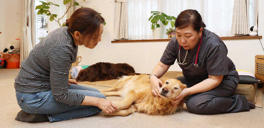 飼い主さんから依頼があれば、どんな子のもとへも駆けつけます