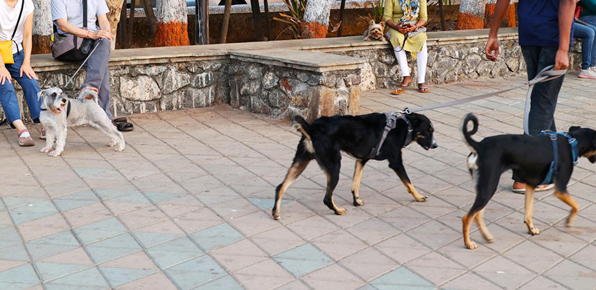 遊歩道で“犬トモ”を探しながら小休止