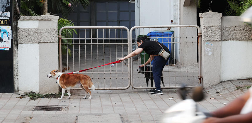 散歩途中に“犬トモ”と触れ合う飼い主さん。ムンバイは中型犬や大型犬が日本より多い印象