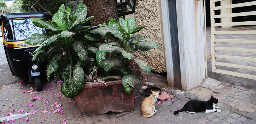 ムンバイの街には犬だけでなく猫もたくさんいます