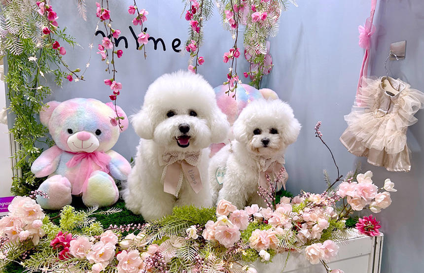 「は～い、撮るからこっち見て～」という飼い主さんの呼び声に応えながらポージング