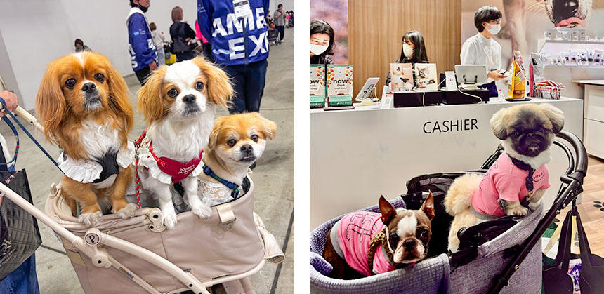 カートの多頭乗りをよく見かけました。かわいい！