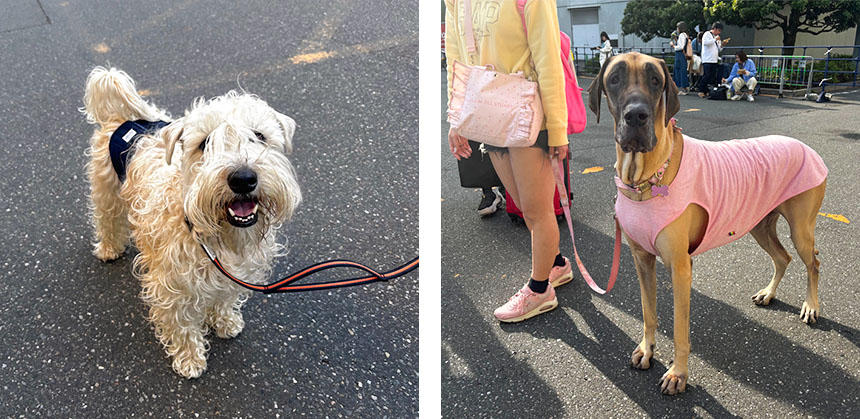 ソフトコーテッド・ウィートン・テリア（左）と、グレート・デーン