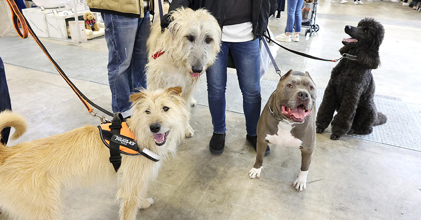 インターペットには大きな犬も多数来場していました