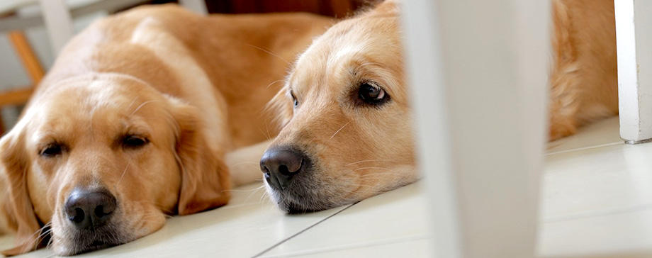 【＃大きな犬と】腎臓は大切に！獣医師に聞いた腎臓への負担を減らす生活と腎臓のこと