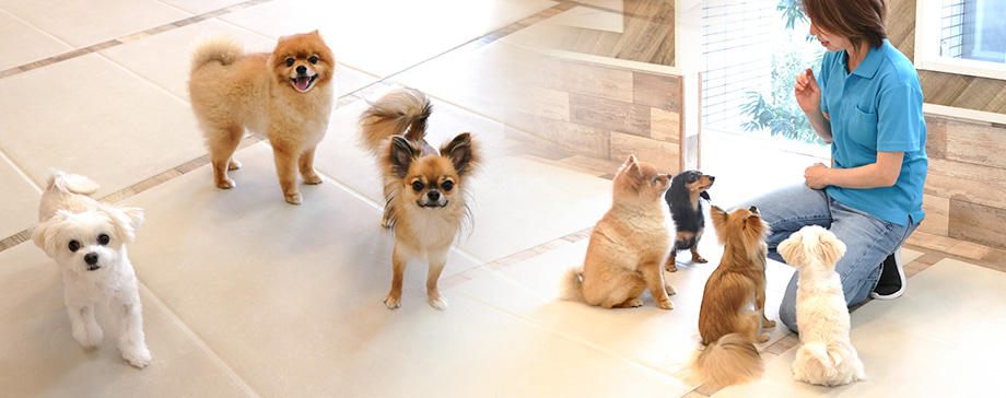 【＃真のプロフェッショナルに迫る】犬の幼稚園（保育園）ってどんなところ？社会化の大切さとは