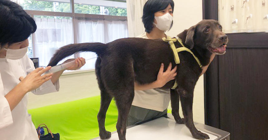 オゾン注腸を大きな犬に行っている様子