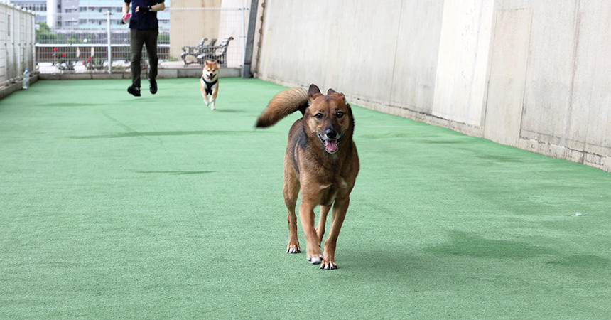 ドッグランで走り回るのが好きなコラッタちゃんは、俊足！