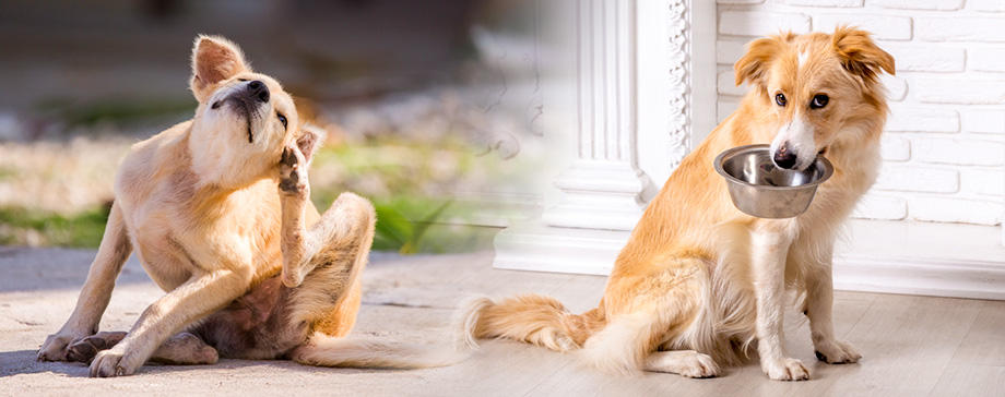 食物アレルギーでの注意点を獣医師と飼い主に聞く