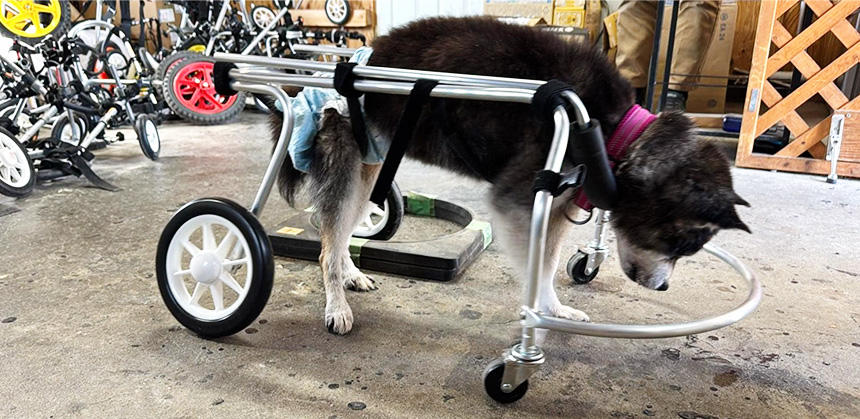 ポチの車イスで試乗をするサスケくん