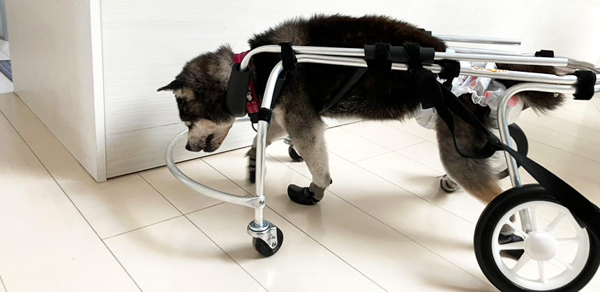 足が滑らないようにソックス（犬用靴）を履き、重りを置いた扇風機下部のパーツを土台にしてリードを付けた状態で“グル活”