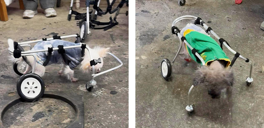 “グル活”がスムーズにできるか試乗中。視覚が落ちた犬には顔を守るためのバンパーも車椅子前面に取り付けます。写真右は20歳のトイ・プードル