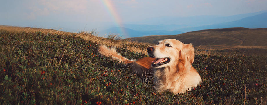 【#大きな犬と】ペットロスカウンセラーに聞く ～別れのあとの心の向き合い方～