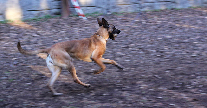 ボール遊びに興じる警備犬のオフタイム