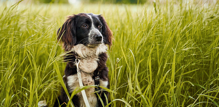 背の高い草の葉先から、犬の頭上や首に寄生してくるマダニに要注意