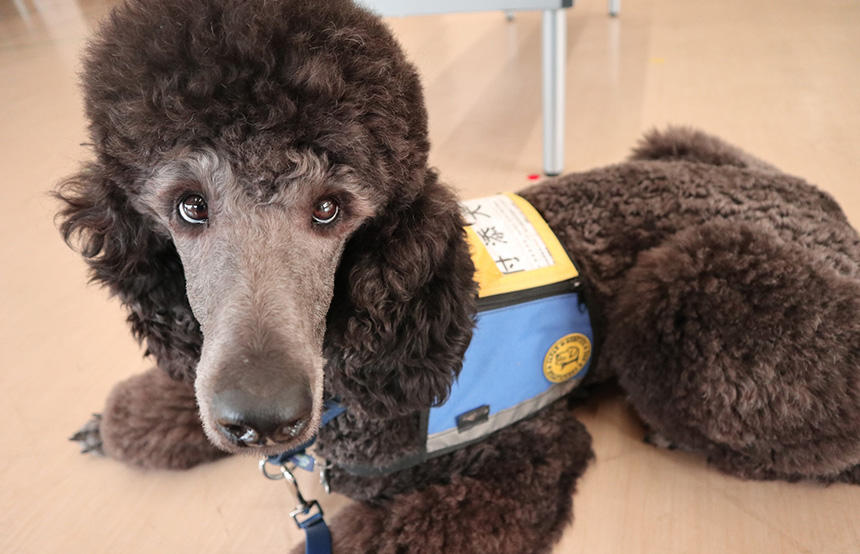 2024年は１年間で44回の付添犬活動が行われました（写真提供：つなっぐ）