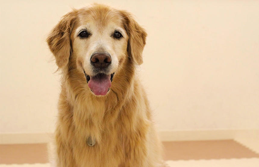 付添犬の書籍に登場する、付添犬第一号のフランちゃん（©Kyone Usui）