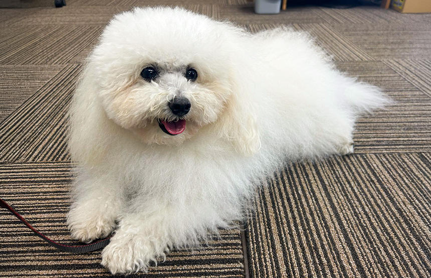 つなっぐと提携する社会福祉法人日本介助犬協会と公益社団法人日本動物病院協会（JAHA）それぞれで認定を受けた犬とハンドラーが、さらに付添犬認証委員会の認証を受け、内容やニーズに合わせて付添犬活動を行っています（写真提供：つなっぐ）