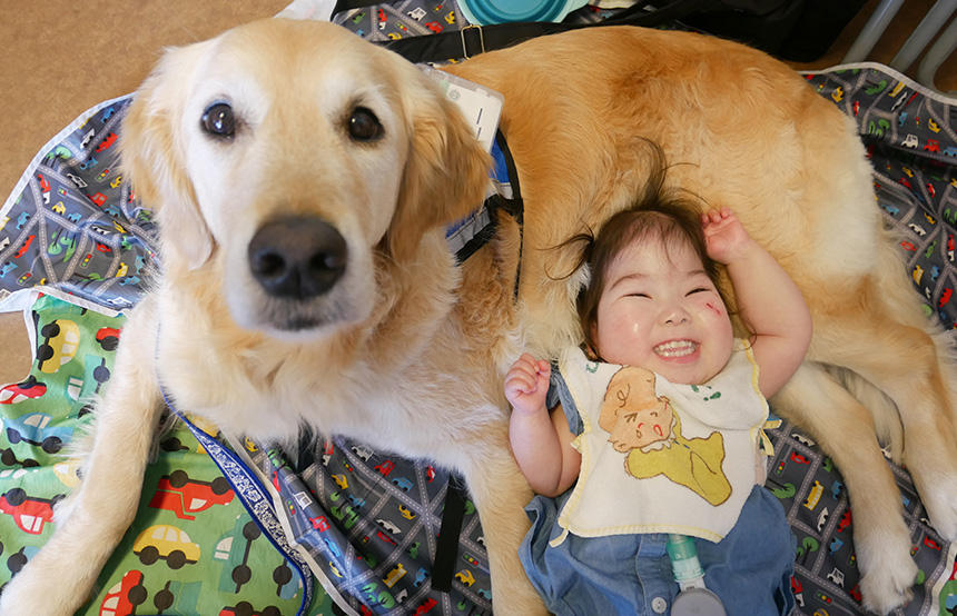 ホスピタル・ファシリティドッグ®はハンドラーと一緒に暮らしながら10歳ごろの引退まで働きます