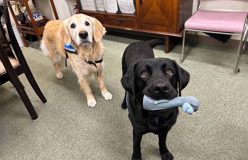 取材中「遊ぼうよ」とおもちゃをくわえて近寄ってきてくれたオリ。２頭の姿を見て筆者も自然と笑顔になりました