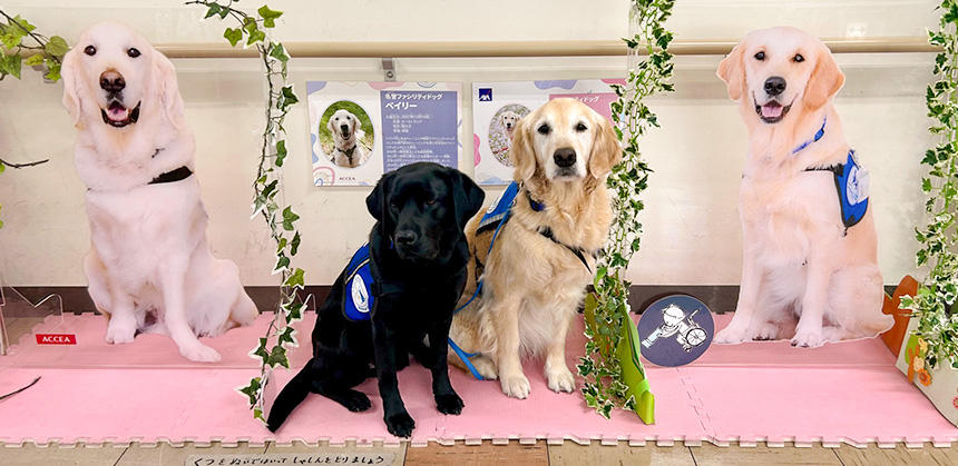 名誉ホスピタル・ファシリティドッグ®のベイリーの横にラブラドール・レトリーバーのオリ、そして自身のパネルの横にはゴールデン・レトリーバーのアニー