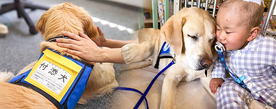 子どもを病院や司法の場で支える、働く犬たちとは？