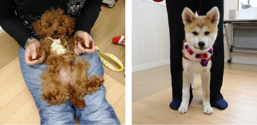 飼い主さんにとっても学びがたくさん