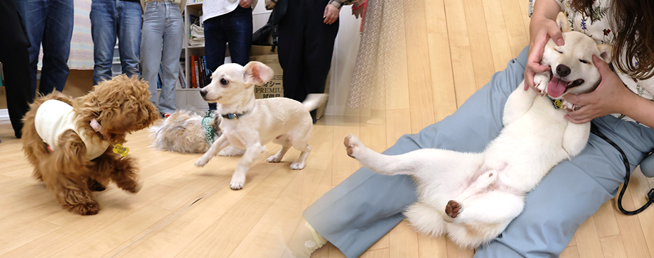 パピーパーティー＠動物病院で子犬の社会化と大切な学びを！